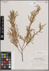 Foto von Salix exigua subsp. interior (Rowlee) Cronquist